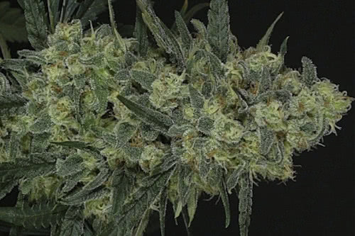 Criminal fem marijuana seeds for sale cheap from Ripper Seeds