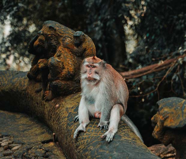 Macaco Indonesia