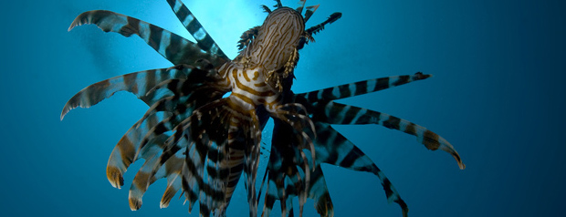 una de las especies que puedes encontrar en el fondo marino de Sulawesi
