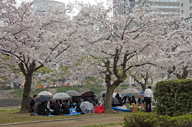Sakura en Hiroshima