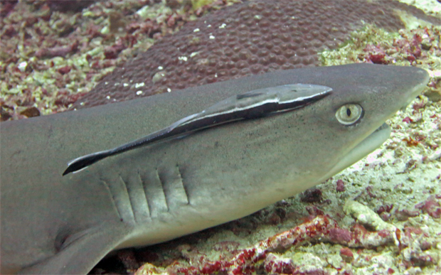Tiburón-white-reef-shark