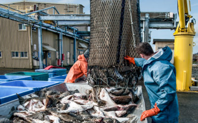 Northscope Food ERP Helps Purchase Over 269 Million Pounds of Alaska Seafood in 2019