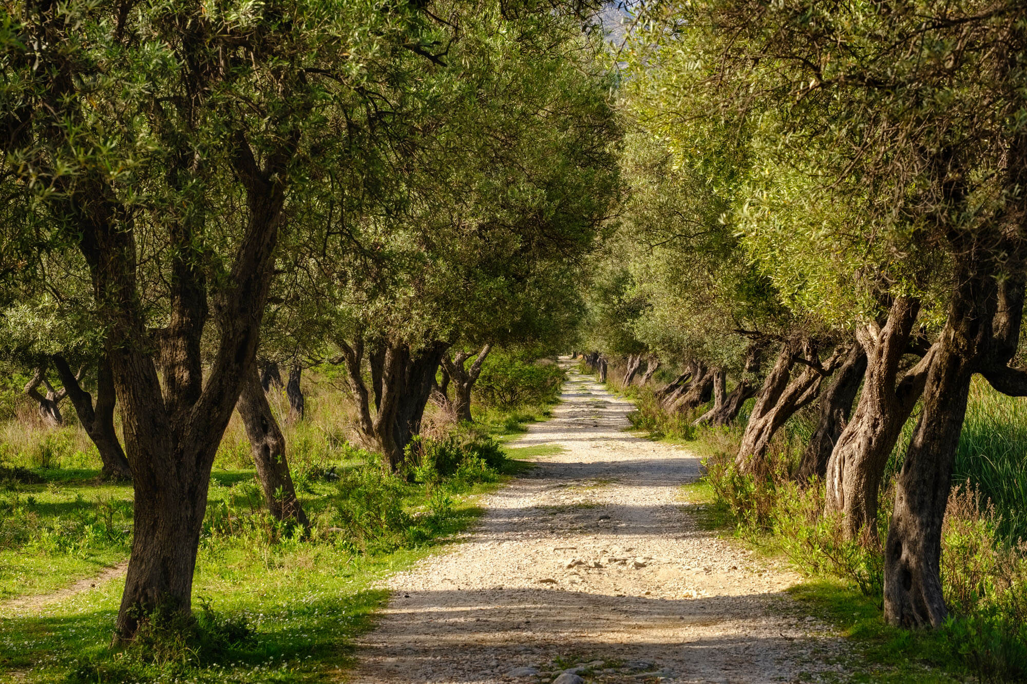 Olive groves