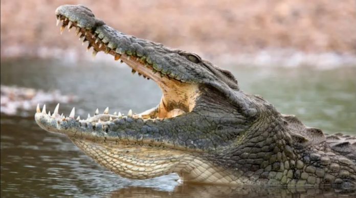 crocodile - හිමිනමක් කිඹුලෙකු සමග පොරබදා ජීවිතයක් බේරා ගනිති