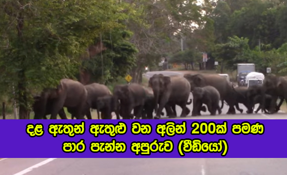 Elephants Crossing the Road - දළ ඇතුන් ඇතුළු වන අලින් 200ක් පමණ පාර පැන්න අපුරුව (වීඩියෝ)