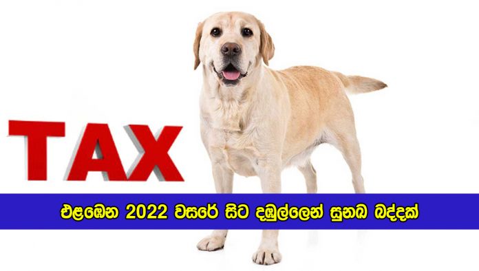 Dogs Tax in Dambulla - එළඹෙන 2022 වසරේ සිට දඹුල්ලෙන් සුනඛ බද්දක්
