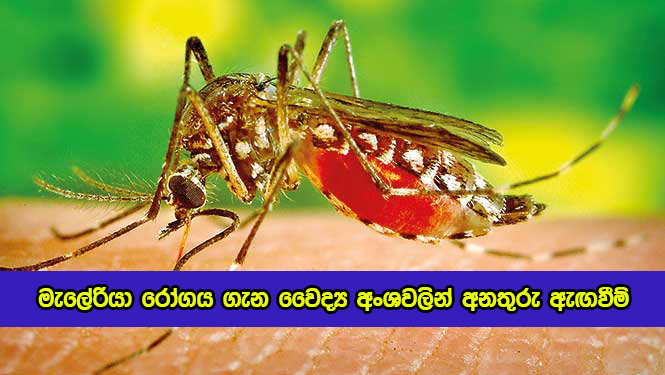 Medical Sectors Warnings about Malaria - මැලේරියා රෝගය ගැන වෛද්‍ය අංශවලින් අනතුරු ඇඟවීම්