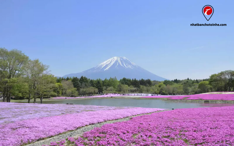 Cảnh đẹp Nhật Bản: Công viên Hitsujiyama