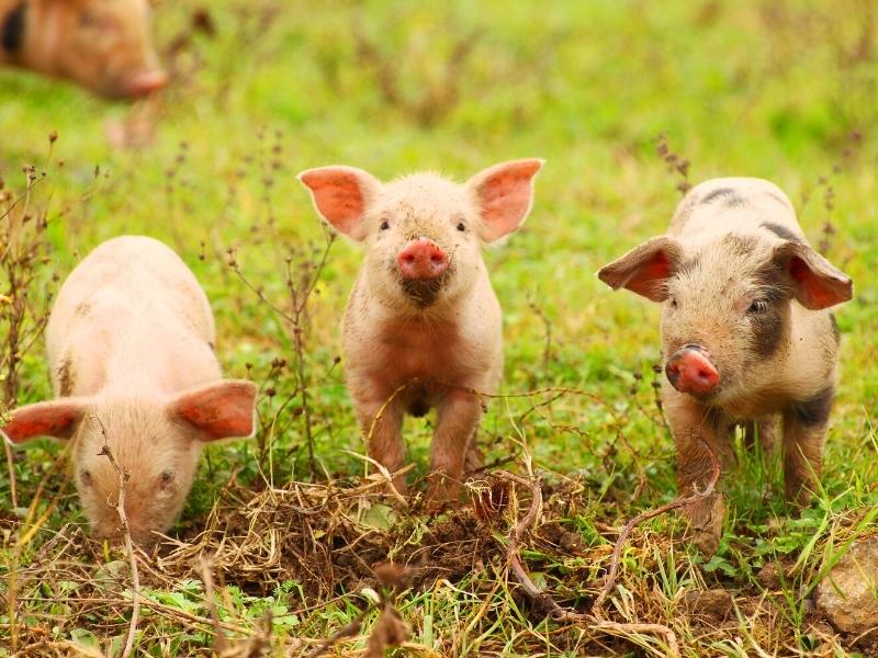 three piglets in a field