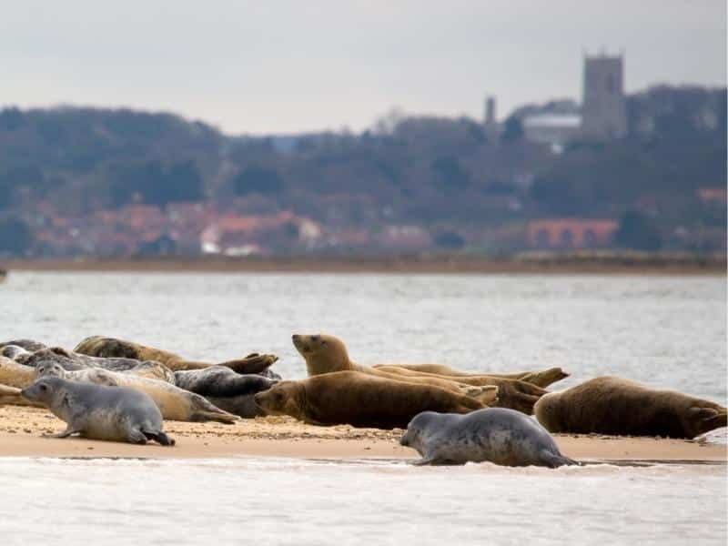 Seals basking on a beach with water and coastline behind