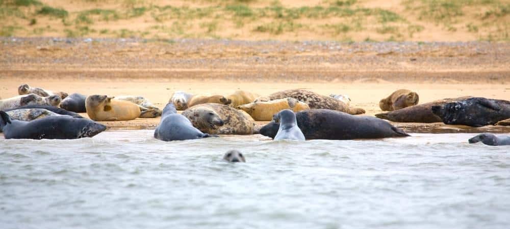 Seals on the beach in Norfolk
