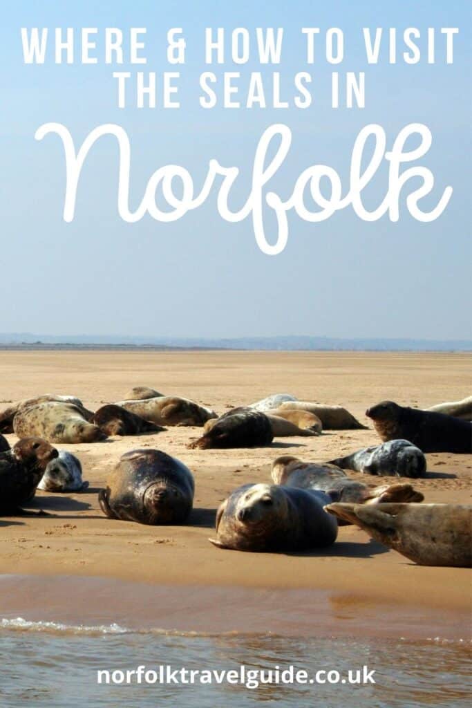 norfolk seal watching best places