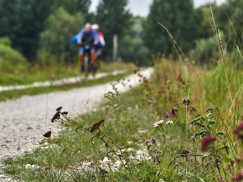 Cyclists on a gravel track surrounded by trees and wild flowers