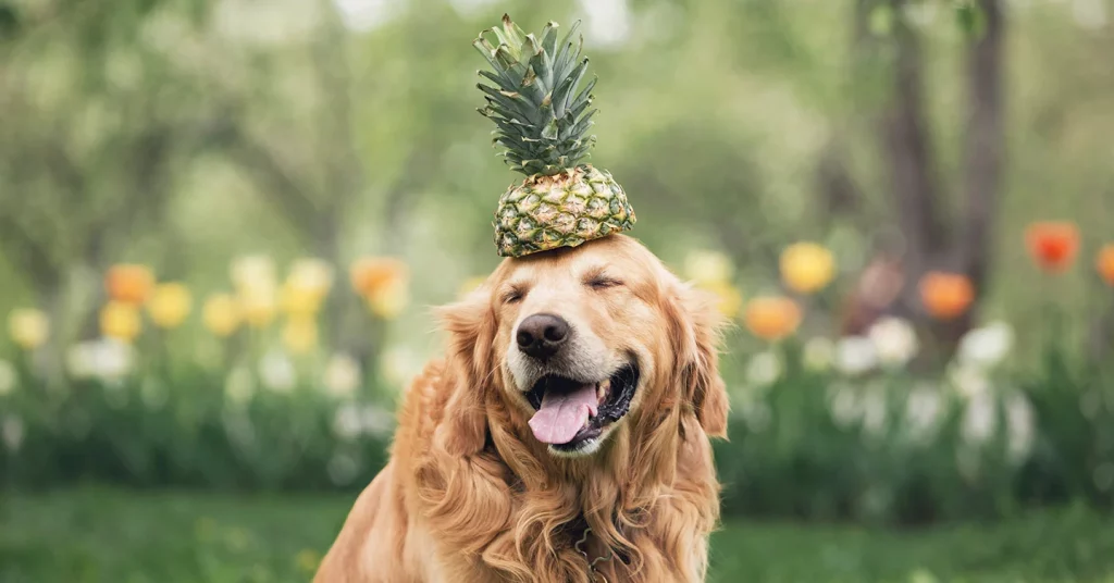 ananas sans danger pour les chiens ?