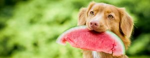 un chien peut-il manger de la pastèque ?