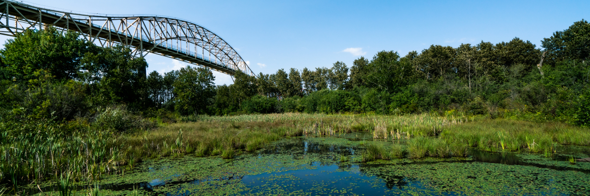 A view of Whitefish Island National Historic Site, showing wetlands and the Sault Ste. Marie Internatonial Bridge in the background.