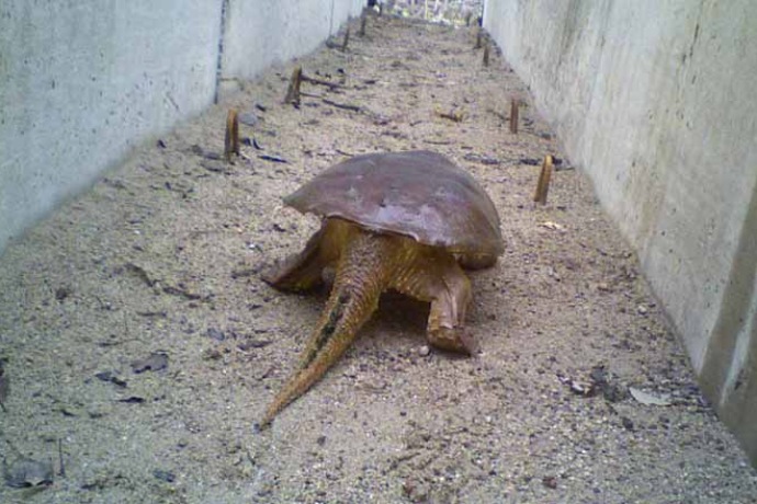 A large turtle with a long pointed tail walks through the tunnel.