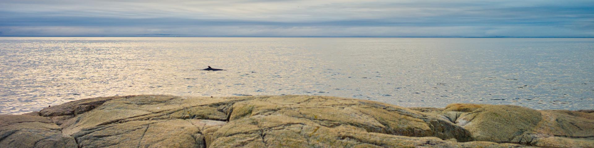 A whale at the shore of the St. Lawrence near the Marine Environment Discovery Centre.