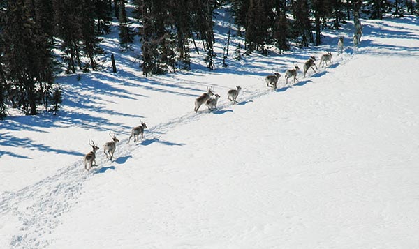 Harde de caribous courant dans un champ enneigé