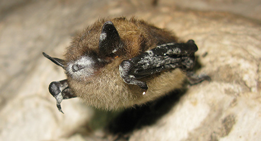 Chauve-souris sur un rocher