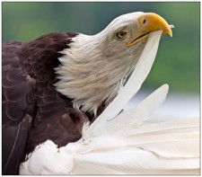 leadership lessons of the eagle