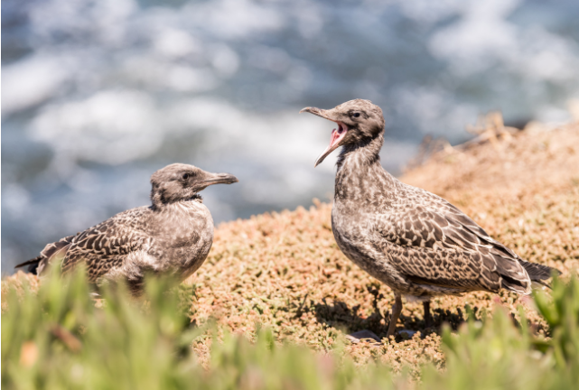 gossiping gulls