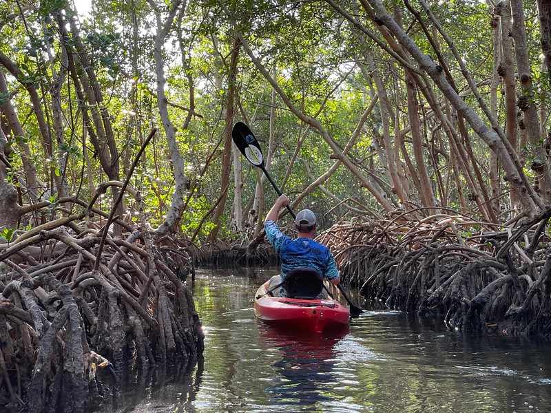 David Stock kayaking through a mangrove tunnel in Lido Key, Florida