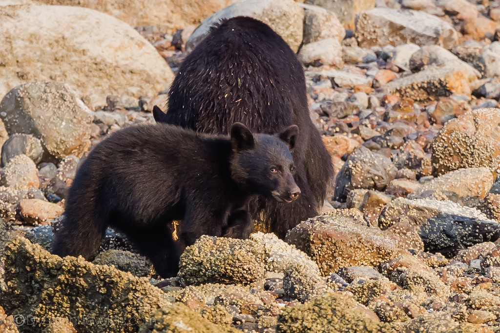 Best Things To Do In Tofino BC #3: Bear Viewing - Lina Stock