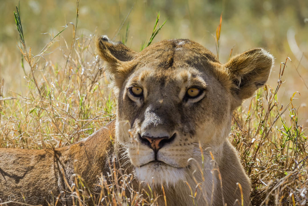 Lioness in Tanzania on Serengeti Safari