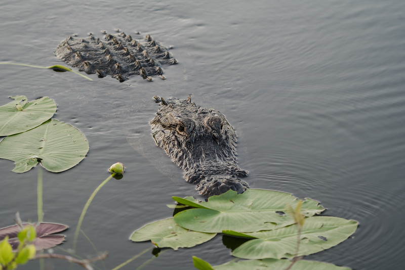 American alligator in Everglades National Park, Florida