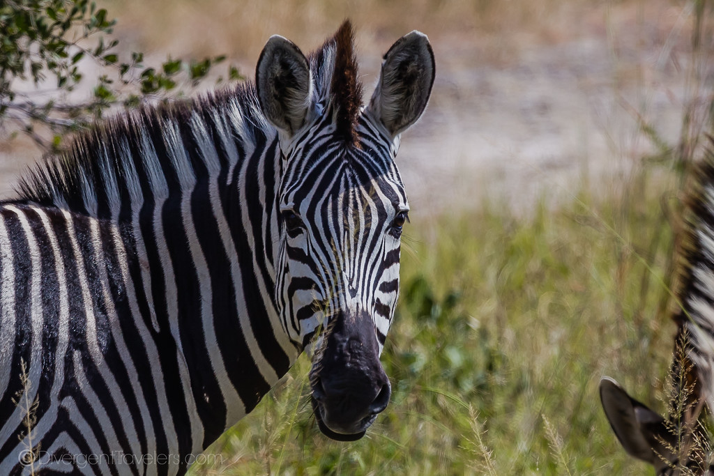 Zebra on safari in Kenya