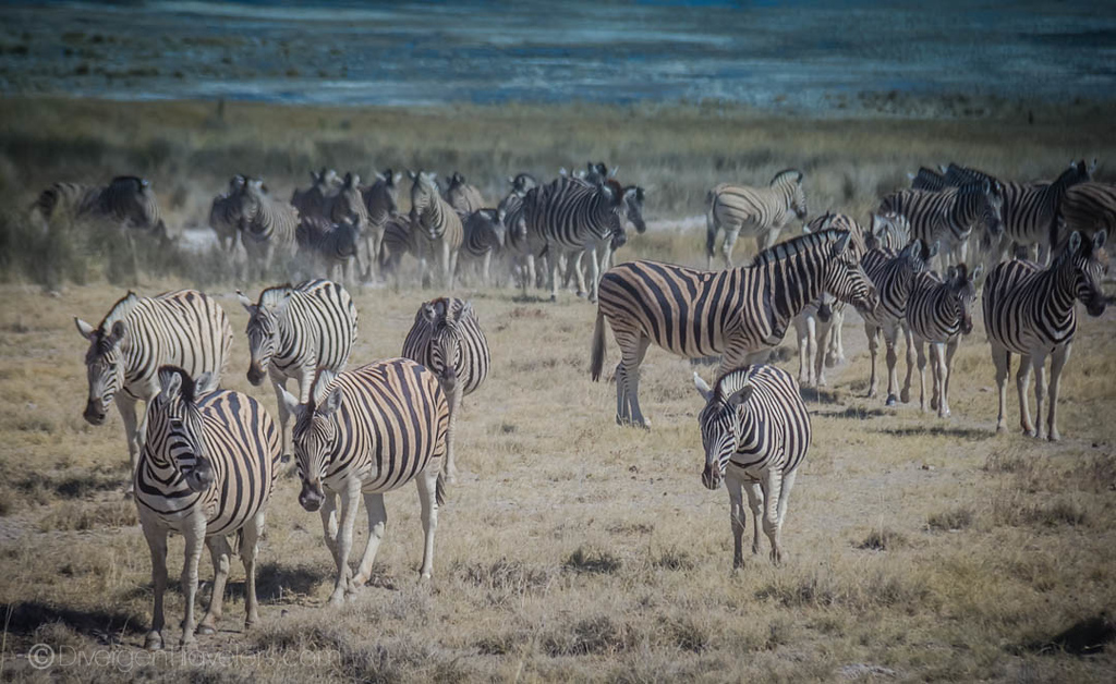 Zebra herd in Etosha NP