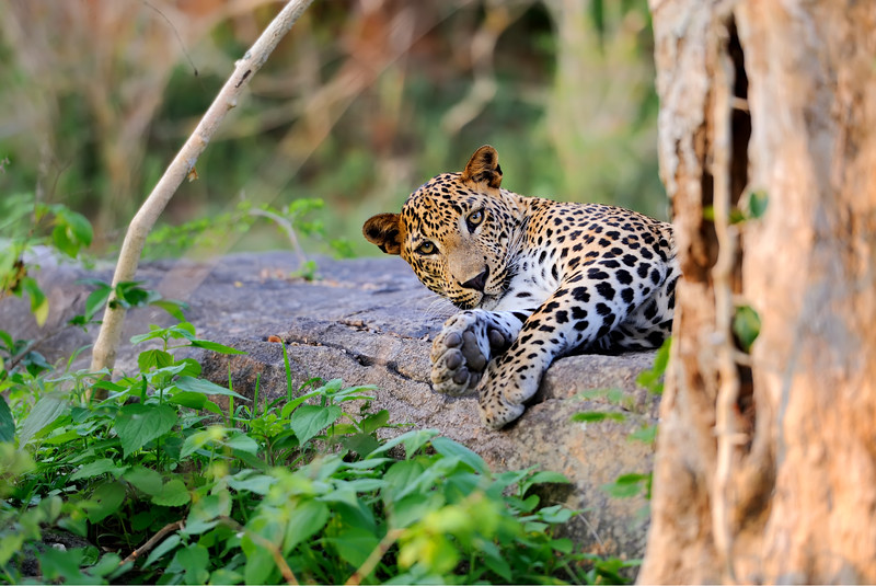 Leopard seen on safari in Sri Lanka