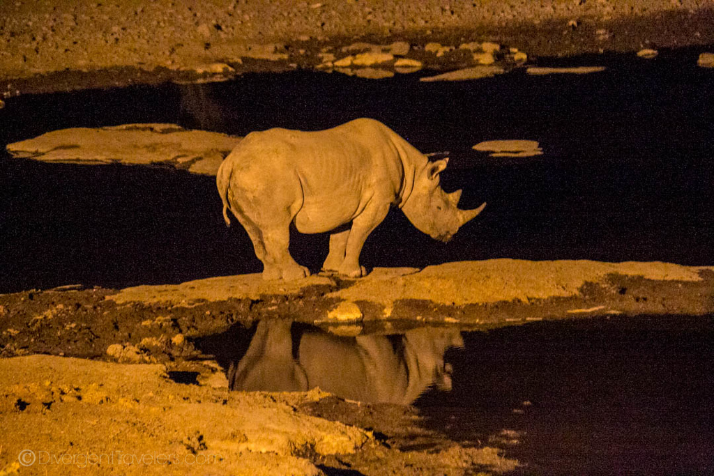 Rhino at watering hole in Namibia
