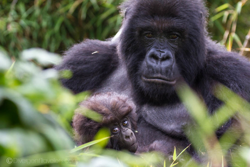 Adult gorilla with baby in Rwanda