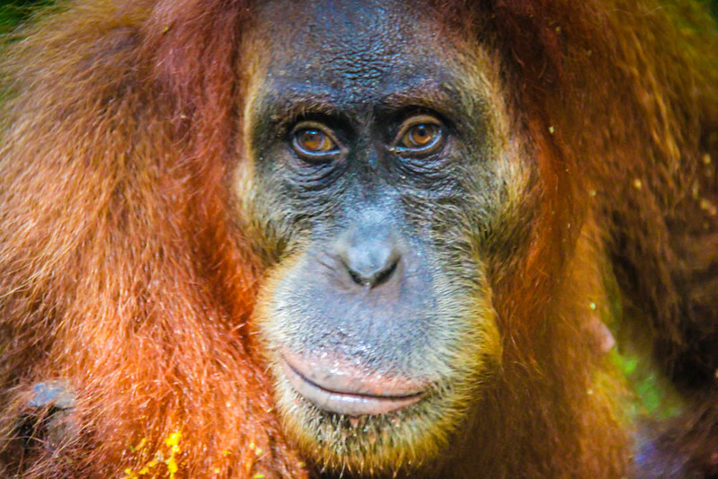 Southeast Asia adventures Indonesia Orangutans Sumatra