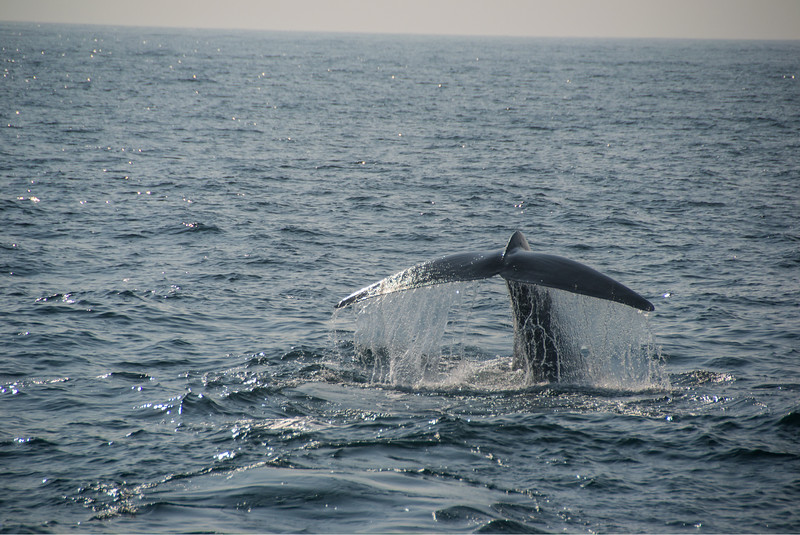 Whale Watching Sri Lanka safari