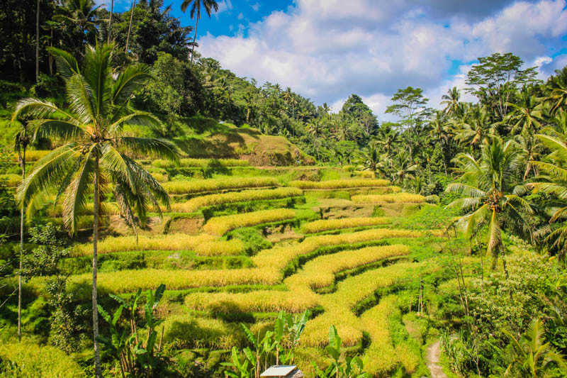 Ubud rice terraces in April