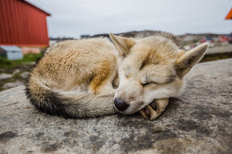 Greenlandic Husky in Ilulissat Greenland