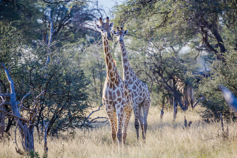 Giraffes on safari in Africa