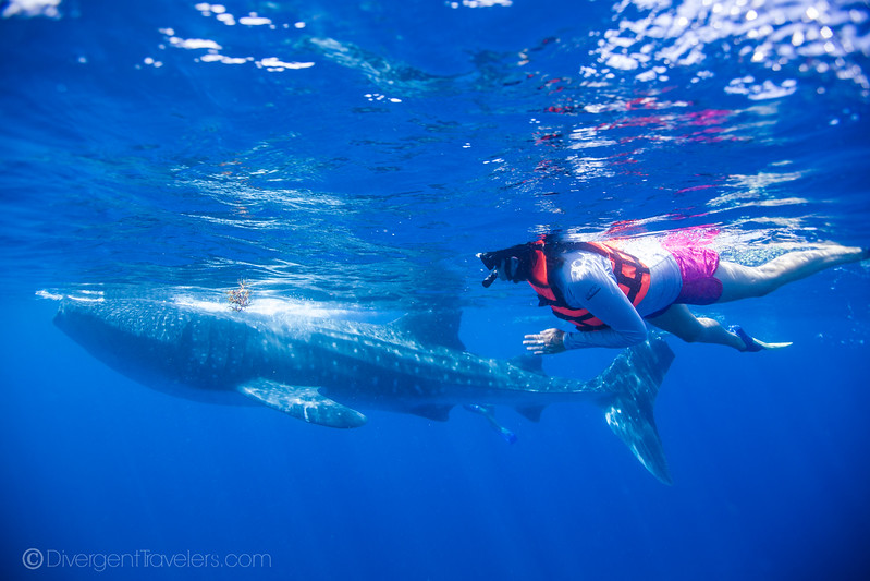 Swimming with the Whale Sharks in Mexico