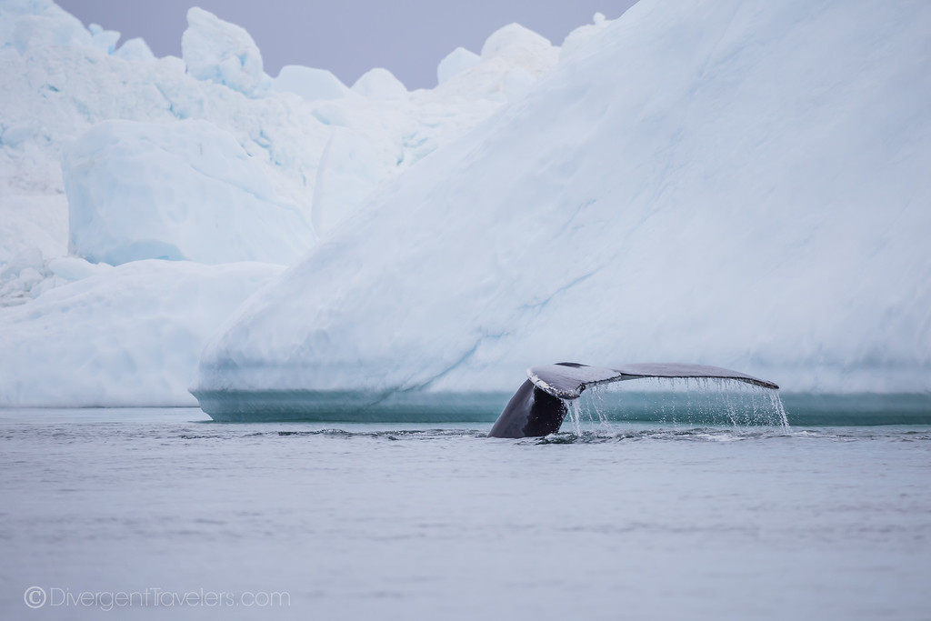 Ilulissat Greenland - whale watching - Lina Stock