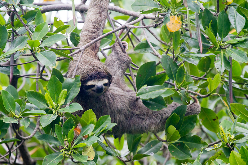 Sloth seen in Chagres National Park in Panama