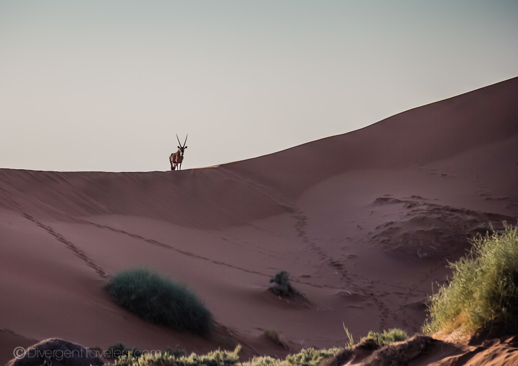 Oryx at Dune 45 in Namibia at sunset