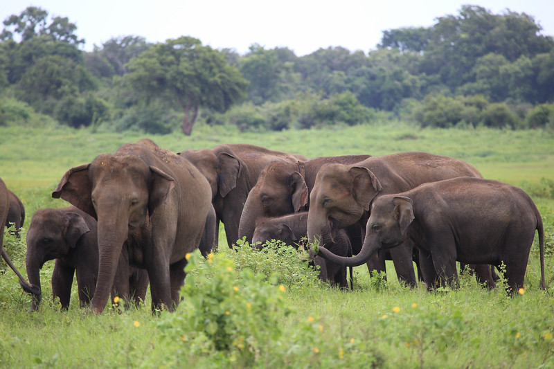 Elephants in Minneriya National Park in Sri Lanka