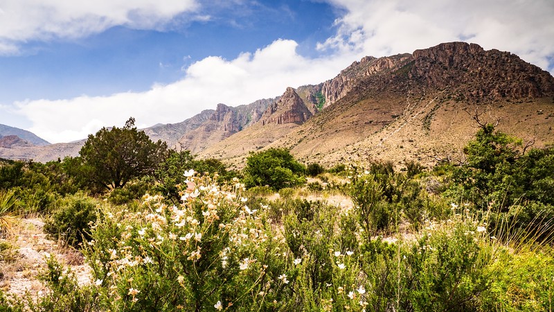 Guadalupe Mountains National Park with wildflowers in the summertime.