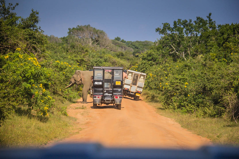 elephant with safari trucks in Yala National Park -best Sri Lanka Safari