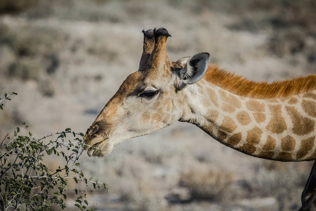 Giraffe in Etosha National Park 