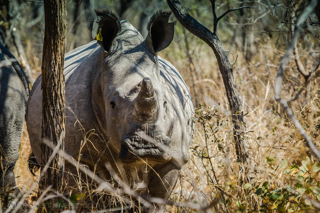 Rhino up close in Africa