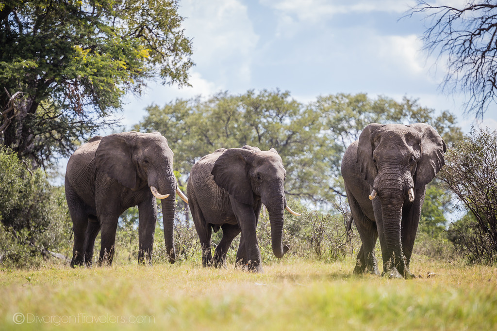 Elephants on safari in Africa
